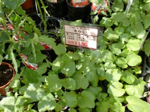 CIMG9866